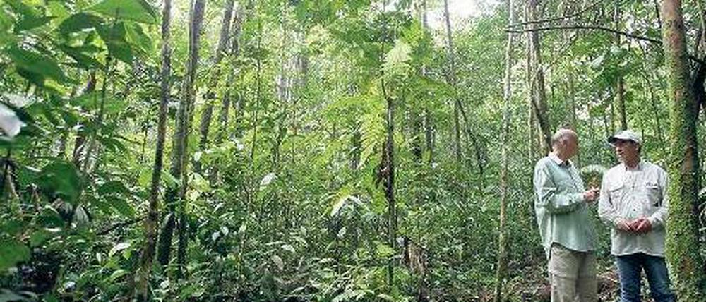 In Gefahr. Der Amazonas-Regenwald ist eins der drei größten Ökosysteme Brasiliens. Foto: Reuters