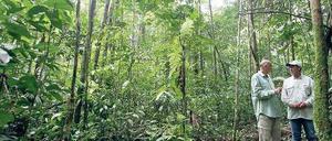 In Gefahr. Der Amazonas-Regenwald ist eins der drei größten Ökosysteme Brasiliens. Foto: Reuters