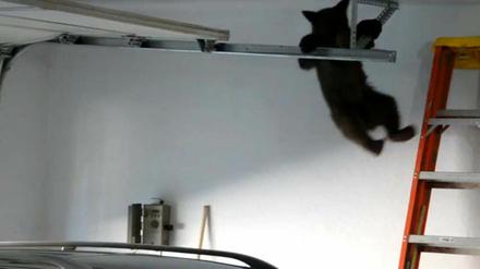Sportlich, sportlich, dieser kleine Bär.