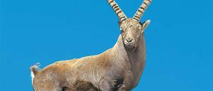 Scheuer Geselle. Wer den leichtfüßigen Alpensteinbock auf den Kamerachip bannen will, braucht meistens etwas Glück – und oft viel Geduld.