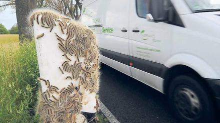 Befallene B 96. Die Raupen kleben nicht nur in Bäumen. Foto: dapd