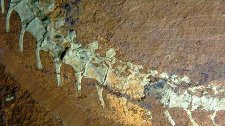 Mit Federung. Das Foto zeigt den mittleren Schwanzbereich eines Dinosauriers "Sciurumimus" unter ultraviolettem Licht. Dabei zeigen sich Reste der Haut und des Federkleides als leuchtende Flecken und Fasern.