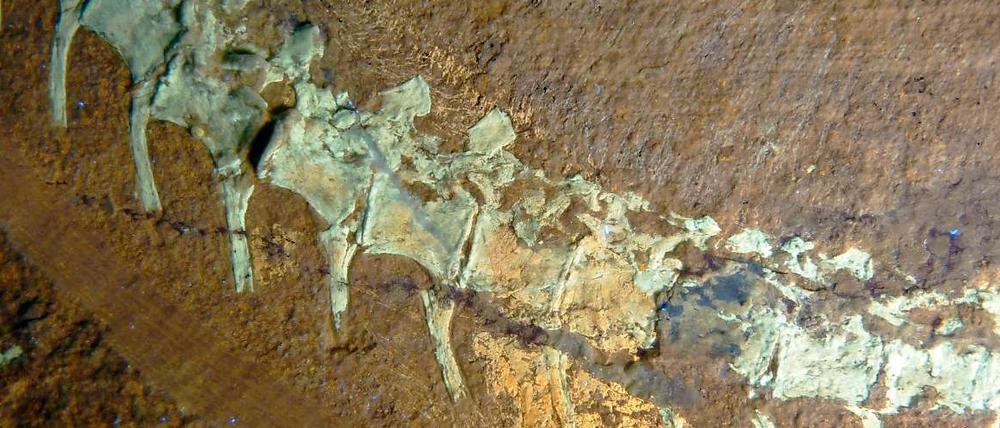 Mit Federung. Das Foto zeigt den mittleren Schwanzbereich eines Dinosauriers "Sciurumimus" unter ultraviolettem Licht. Dabei zeigen sich Reste der Haut und des Federkleides als leuchtende Flecken und Fasern. 