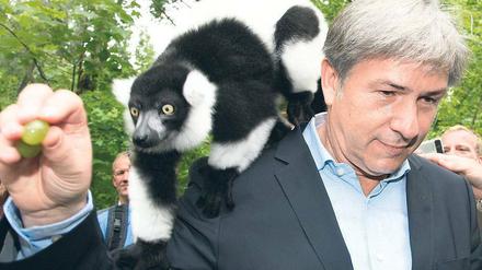 Dieser Vari-Halbaffe bekommt Leckerbissen vom Regierenden Bürgermeister Klaus Wowereit (SPD). Die Verantwortlichen des Tierparks hätten gern mehr Geld - ob Wowereit da auch so spendabel ist? 