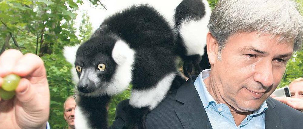 Dieser Vari-Halbaffe bekommt Leckerbissen vom Regierenden Bürgermeister Klaus Wowereit (SPD). Die Verantwortlichen des Tierparks hätten gern mehr Geld - ob Wowereit da auch so spendabel ist? 