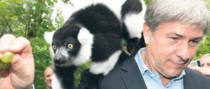 Dieser Vari-Halbaffe bekommt Leckerbissen vom Regierenden Bürgermeister Klaus Wowereit (SPD). Die Verantwortlichen des Tierparks hätten gern mehr Geld - ob Wowereit da auch so spendabel ist? 