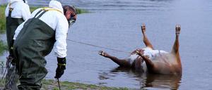 Ein verendetes Rind wird aus der Elbe geborgen.
