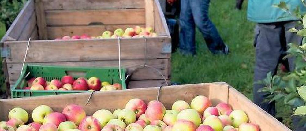 Pflückware. Die Zucht von Obst- und Gemüsesorten ist EU-weit streng reglementiert. Nun sollen Kleinbauern mehr Freiheiten erhalten, sagt der Gerichtshof in Luxemburg.Foto: dpa