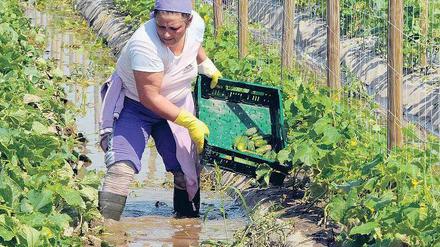 Gurkenland unter. Die Spreewald-Gurkenernte beginnt gerade erst – mit Einbußen. Die Pflanzen bekommen Wasser statt Sauerstoff und welken im Nass. Foto: dapd
