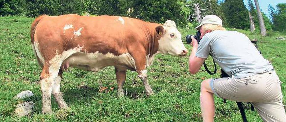 Wälder, Wiesen und Kühe – manchem Urlauber sind nicht nur Fotomotive wichtig, sondern auch die Umwelt.