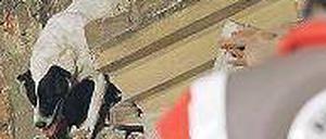 Eingestürzt. Spürhunde suchten in den Trümmern des Stellwerks nach dem verschütteten Eisenbahner. Foto: dapd/ Rembarz