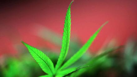 Nach dem Verzehr eines "Zauberkuchens" mit Cannabis mussten mehrere Studenten ins Krankenhaus.