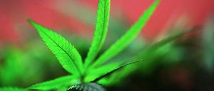 Nach dem Verzehr eines "Zauberkuchens" mit Cannabis mussten mehrere Studenten ins Krankenhaus.