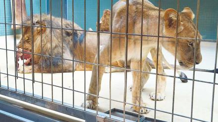 Unter Beobachrung. Die Löwen Aru und Aketi (r.) in ihrem Gehege im Zoo. Foto: dpa