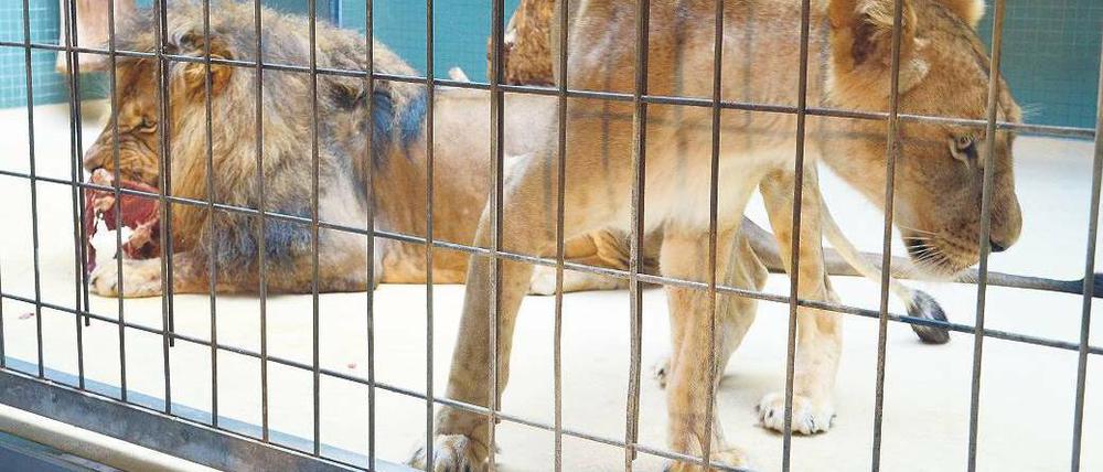 Unter Beobachrung. Die Löwen Aru und Aketi (r.) in ihrem Gehege im Zoo. Foto: dpa