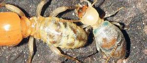 Gefährliche Senioren. Ältere Termitenarbeiter können ihren Hinterleib in die Luft sprengen, um die Wirkung eines Gifts zu erhöhen. Man erkennt die „blauen“ Arbeiter an zwei blaugrünen Flecken zwischen Brust und Hinterleib. Im Bild sind die Tiere oben und unten rechts „blaue“ Arbeiter.