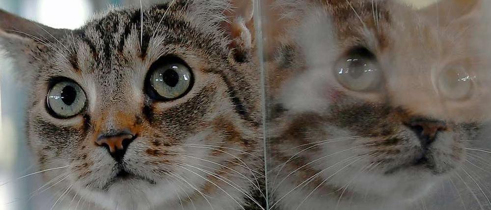 Eine Katze auf dem Mars, das wäre doch was, meint Florenz Gilly.