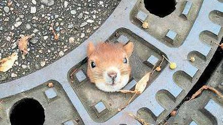 Im Sommerloch. Ein Redakteur des Flensburger Nageblatts sucht Themen. Foto: dpa