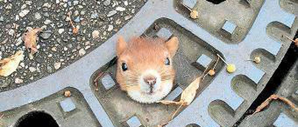 Im Sommerloch. Ein Redakteur des Flensburger Nageblatts sucht Themen. Foto: dpa