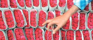 Oh, wie schön. Deutsche verschenken immer öfter Rosen aus fairem Handel.