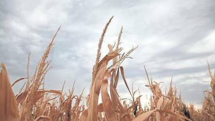 Warten auf Regen. Seit Monaten hat es im Mittleren Westen der USA nicht mehr geregnet, eine Hitzewelle liegt über dem Land. Weite Teile der Korn-, Mais- und Sojaernte sind in Gefahr. Das treibt die Preise in die Höhe. 