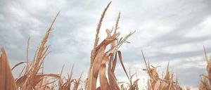 Warten auf Regen. Seit Monaten hat es im Mittleren Westen der USA nicht mehr geregnet, eine Hitzewelle liegt über dem Land. Weite Teile der Korn-, Mais- und Sojaernte sind in Gefahr. Das treibt die Preise in die Höhe. 