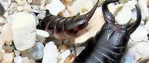 Zangenangriff. Männliche Ohrenkneifer kämpfen um Futter und Weibchen. 