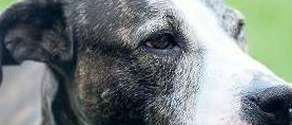 Bellt manchmal: Ein Hund. Davon gibt es fast 150.000 in Berlin.