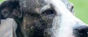 Bellt manchmal: Ein Hund. Davon gibt es fast 150.000 in Berlin. 