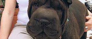 Bisschen Babyspeck. Alola, ein Shar Pei-Mädchen, ist Michaela Hofmanns Wunschhund. Für den richtigen Vater fuhr sie bis nach Holland.