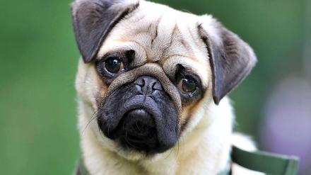 Mit Platz 59 rangiert der Mops im letzten Drittel.