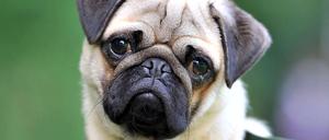 Mit Platz 59 rangiert der Mops im letzten Drittel.