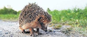 „Ein zwar beschränkter, aber gemüthlicher, ehrlicher, treuherziger Gesell“ sei der Igel, schrieb der Tierforscher Alfred Brehm 1883 über das Stacheltier. „Der unmittelbare Nutzen, welchen sie den Menschen bringen, ist gering.“ Das zumindest verbindet den kleinen Säuger mit den meisten Igel-Leistungen der Ärzte. 