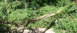 Baum - oder Baumast? Dies ist das Corpus Delicti. Tagesspiegel-Redakteur Jost Müller-Neuhof saß in der Unglücks-S-Bahn und hat diese Aufnahme gemacht.