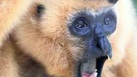 Wohl artikuliert. Gibbons (hier ein Gelbwangen-Schopfgibbon) nutzen eine ausgefeilte Stimmtechnik.