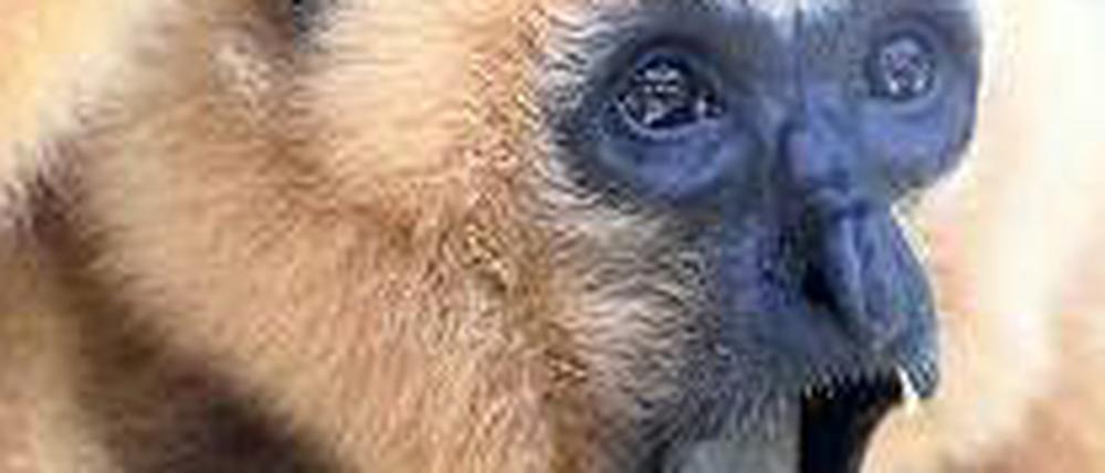 Wohl artikuliert. Gibbons (hier ein Gelbwangen-Schopfgibbon) nutzen eine ausgefeilte Stimmtechnik.