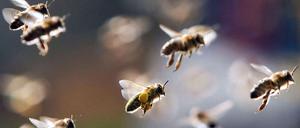 Fleißige Bienen. Ähnlich wie in der Natur zählt beim Crowdinvesting das gemeinsame Handeln – mit unsicherem Ertrag. 