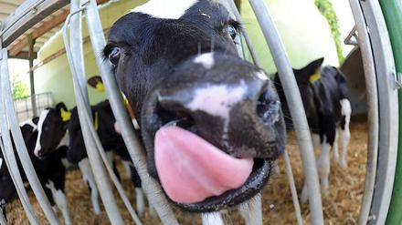 Braucht viel Nahrung: Etwa ein Drittel der weltweiten jährlichen Getreideernte wird zu Tierfutter verarbeitet.