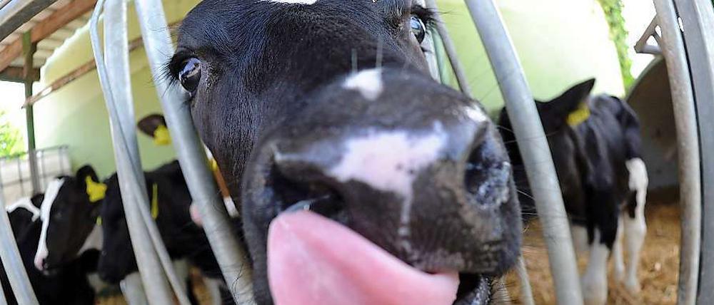 Braucht viel Nahrung: Etwa ein Drittel der weltweiten jährlichen Getreideernte wird zu Tierfutter verarbeitet.
