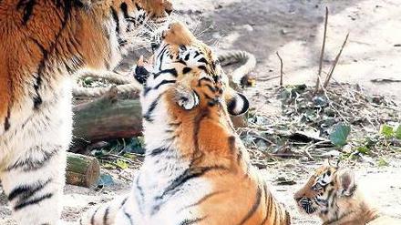 Der Amur-Tiger „Altai“ (links) mit seinem Weibchen „Hanya“ und einem ihrer Jungtiere auf einem Archivbild. Foto: dapd