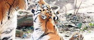 Der Amur-Tiger „Altai“ (links) mit seinem Weibchen „Hanya“ und einem ihrer Jungtiere auf einem Archivbild. Foto: dapd