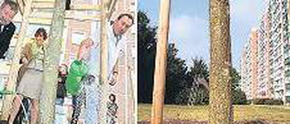 Abgesägt. Die Friedenseiche. Foto: dpa
