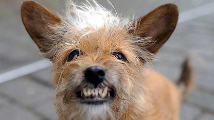Ach, der tut nix! Viele Hundebesitzer haben ein ziemlich freundliches Bild von ihrem Liebling.