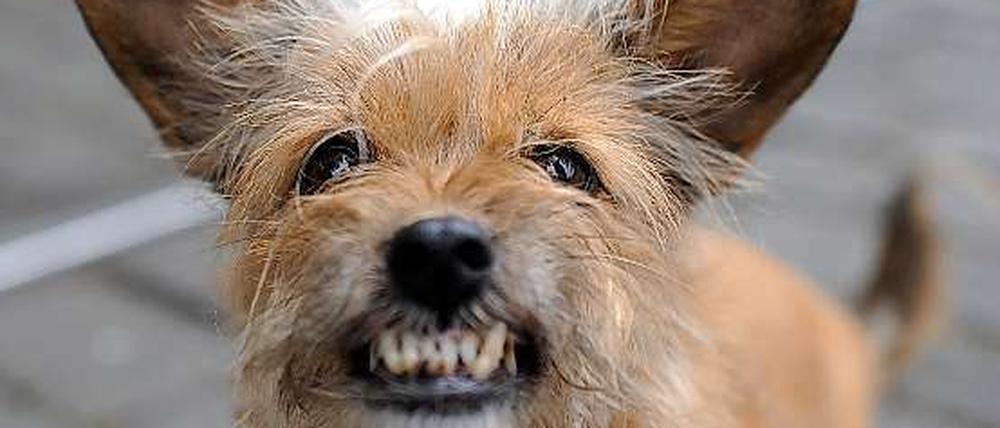 Ach, der tut nix! Viele Hundebesitzer haben ein ziemlich freundliches Bild von ihrem Liebling.