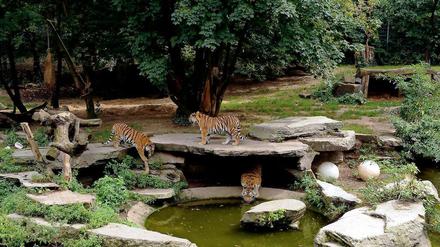 Das Tigergehege im Kölner Zoo.