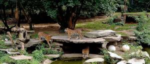 Das Tigergehege im Kölner Zoo.