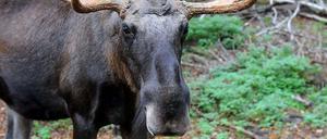 Elche tauchen zunehmend in Brandenburg auf. Etwa 70 bis 100 Mal wurden sie dort seit 1990 gesichtet.