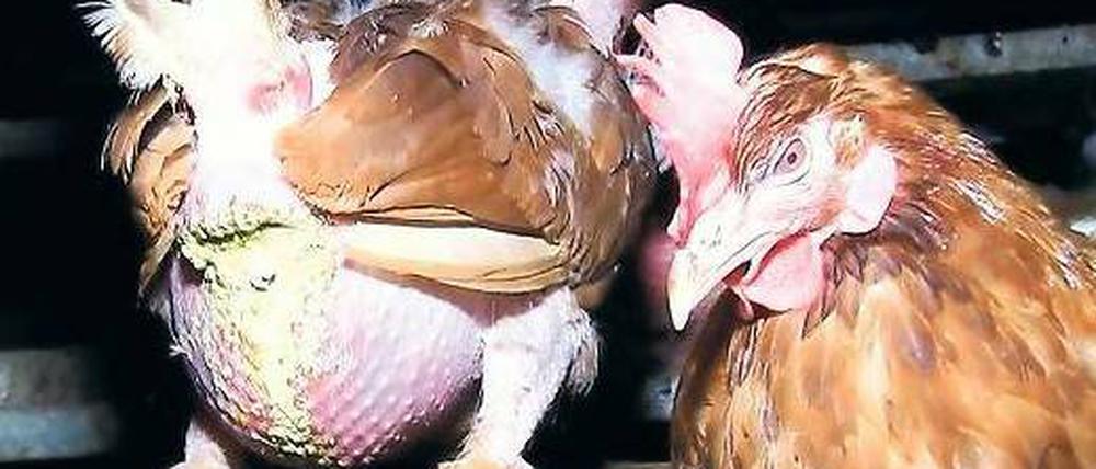 Huhn ohne Federn. Wo „Bio“ draufsteht, steckt keineswegs immer artgerechte Tierhaltung dahinter. Foto: MDR