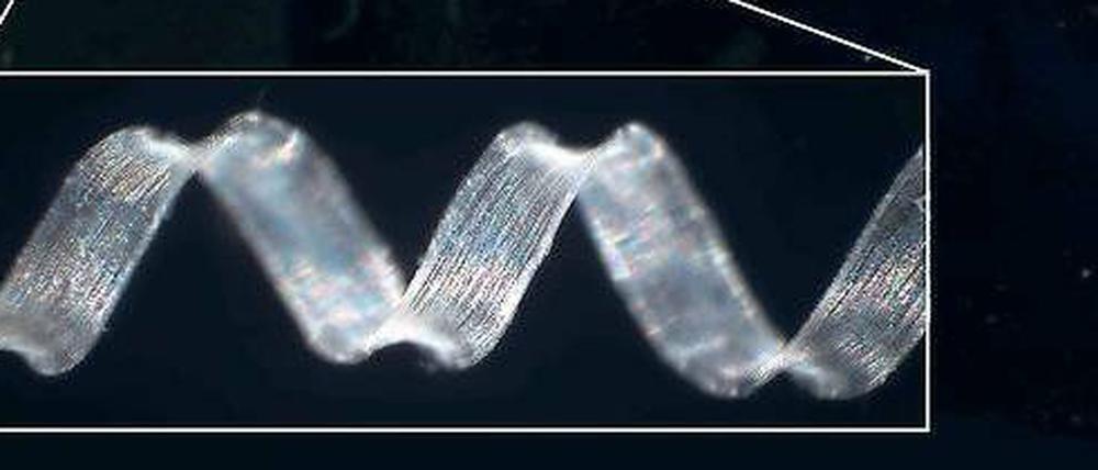 Doppelfeder. Mikroskopaufnahme einer Ranke. Rechts ist zu sehen, wie die Drehrichtung der Spirale wechselt.