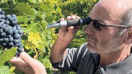 Reif die Lese? Mit einem Handrefrektometer kontrolliert Winzer Manfred Lindicke, ob die Beeren geerntet werden können. Foto: dapd/Theo Heimann